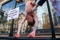 PETA Anti-Leather Display