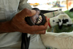 Eid al-Adha preparations in Pakistan