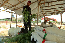 Eid al-Adha preparations in Pakistan