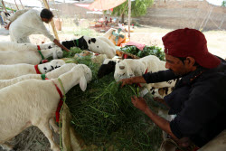 Eid al-Adha preparations in Pakistan