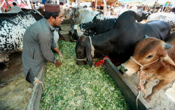 Eid al-Adha preparations in Pakistan