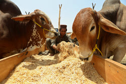 Eid al-Adha preparations in Pakistan