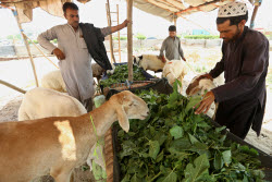 Eid al-Adha preparations in Pakistan
