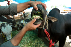Eid al-Adha preparations in Pakistan