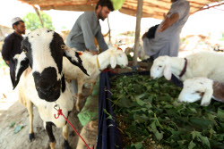 Eid al-Adha preparations in Pakistan