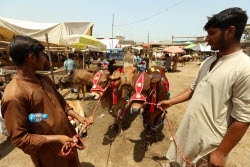 Eid al-Adha preparations in Pakistan