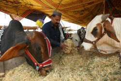 Eid al-Adha preparations in Pakistan
