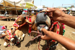Eid al-Adha preparations in Pakistan