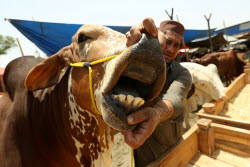 Eid al-Adha preparations in Pakistan