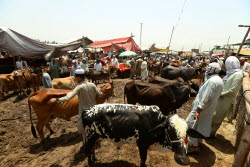 Eid al-Adha preparations in Pakistan