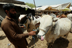 Eid al-Adha preparations in Pakistan