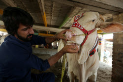 Eid al-Adha preparations in Pakistan