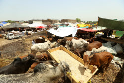 Eid al-Adha preparations in Pakistan