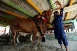 Eid al-Adha preparations in Aceh