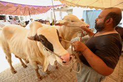 Eid al-Adha preparations in Pakistan