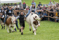 First oxen race in Hadorf
