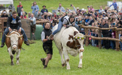 First oxen race in Hadorf