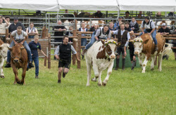 First oxen race in Hadorf