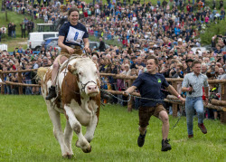 First oxen race in Hadorf
