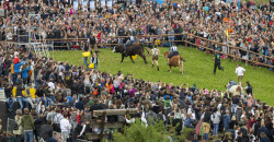 First oxen race in Hadorf