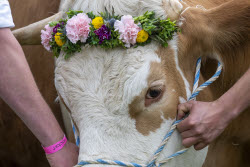 First oxen race in Hadorf
