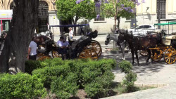 Horse-drawn carriages ride through Seville despite the heat