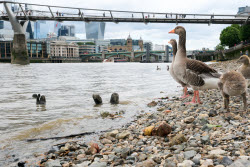 London Rivers Week 2025