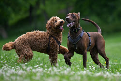 Dog meadows in Thuringia