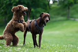 Dog meadows in Thuringia