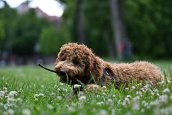 Dog meadows in Thuringia