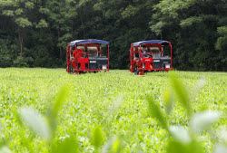 Intelligent Machines Join Tea Harvest In Ji'an