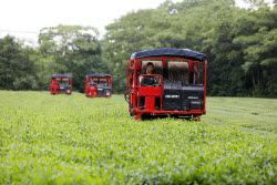Intelligent Machines Join Tea Harvest In Ji'an
