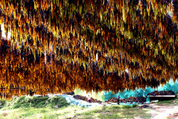 Kelp Enters Harvest Season In Xiapu