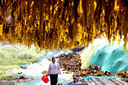 Kelp Enters Harvest Season In Xiapu