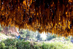 Kelp Enters Harvest Season In Xiapu