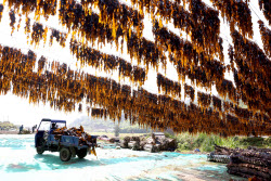 Kelp Enters Harvest Season In Xiapu