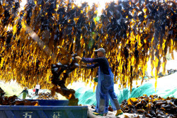 Kelp Enters Harvest Season In Xiapu