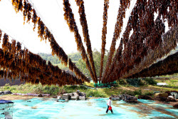 Kelp Enters Harvest Season In Xiapu