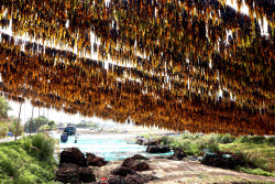 Kelp Enters Harvest Season In Xiapu