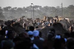 Birqash camel market ahead of Eid Al-Adha in Egypt
