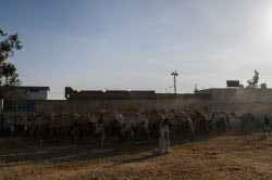 Birqash camel market ahead of Eid Al-Adha in Egypt