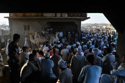 Birqash camel market ahead of Eid Al-Adha in Egypt