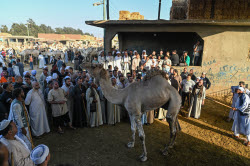 Birqash camel market ahead of Eid Al-Adha in Egypt