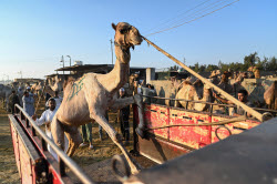 Birqash camel market ahead of Eid Al-Adha in Egypt