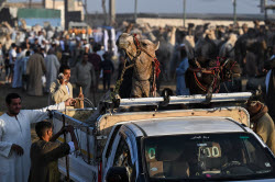 Birqash camel market ahead of Eid Al-Adha in Egypt