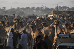 Birqash camel market ahead of Eid Al-Adha in Egypt