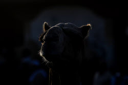 Birqash camel market ahead of Eid Al-Adha in Egypt