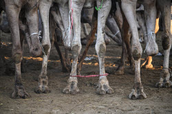 Birqash camel market ahead of Eid Al-Adha in Egypt