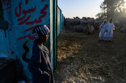 Birqash camel market ahead of Eid Al-Adha in Egypt