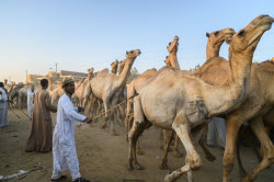 Birqash camel market ahead of Eid Al-Adha in Egypt
